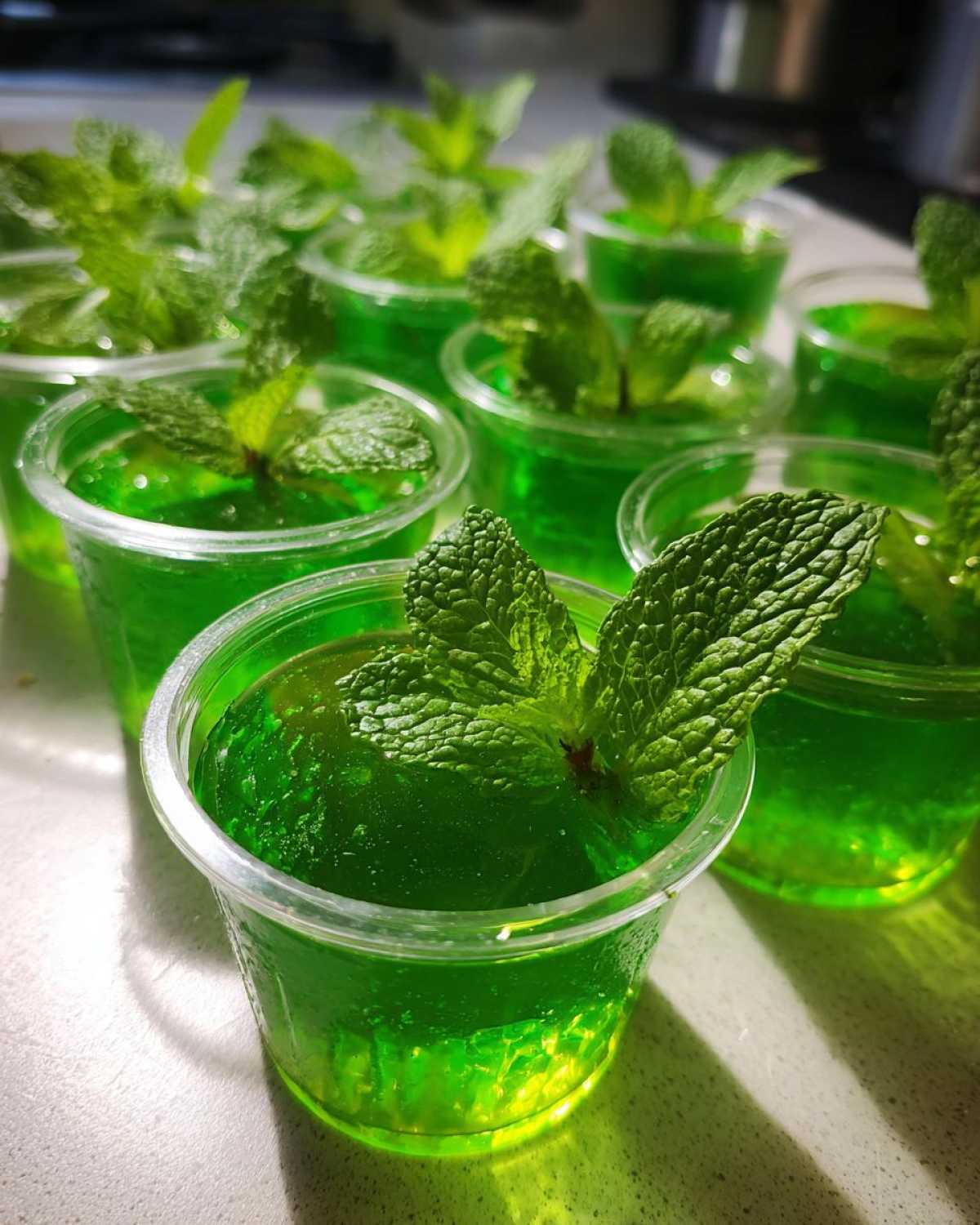 Close-up of several Mint Julep Jello Shots in clear plastic cups, each topped with fresh mint leaves.